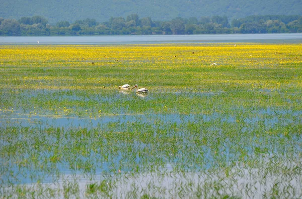 Griechenland Landschaft Mit Wasservögeln Kerkini See Zentralmakedonien — Stockfoto