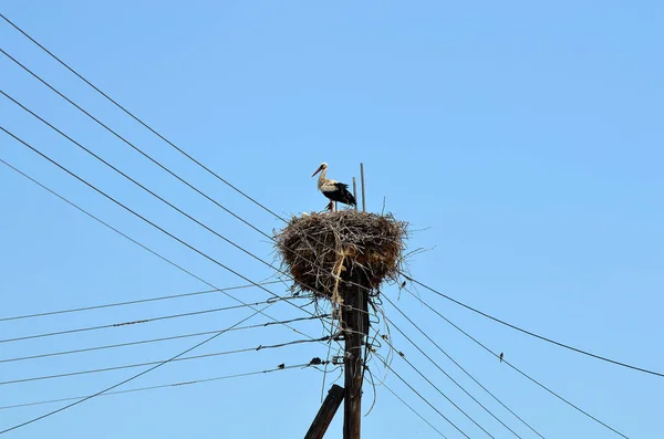 Greece Stork Nest Built Power Poles Tiny Village Lake Kerkini — Stock Photo, Image
