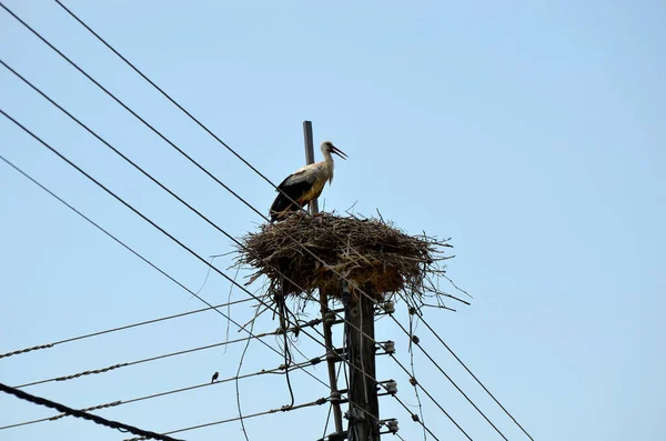 Griechenland Storchennest Auf Strommasten Dem Winzigen Dorf Kerkini See Zentralmakedonien — Stockfoto