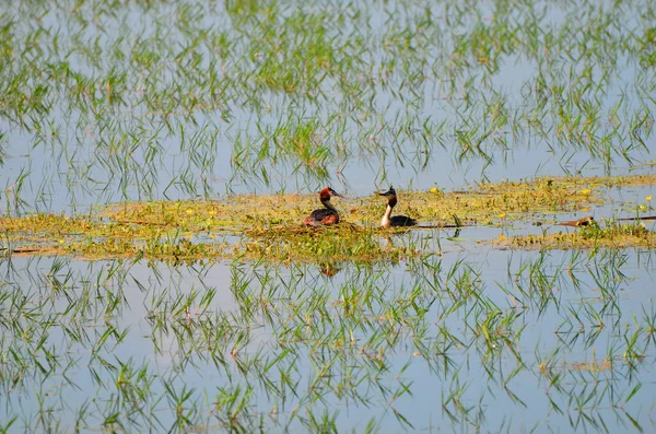 Greece Nest Great Crested Grebe Lake Kerkini Central Macedonia — Stock Photo, Image