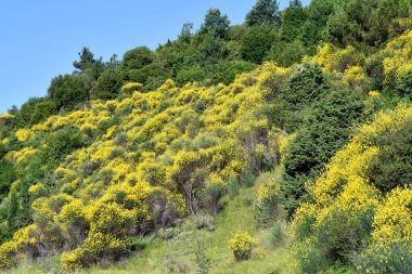 Yunanistan, dikenli süpürge çalılarının parlak renkli çiçekleri