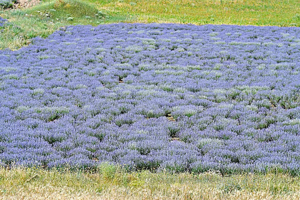 Greece Flowering Lavender Field — Stock Photo, Image