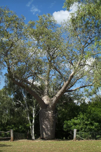 Australien, nördliches Gebiet — Stockfoto