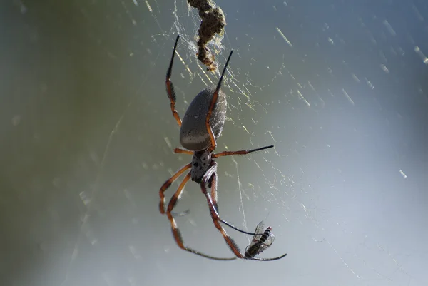 Austrálie, zoologie — Stock fotografie