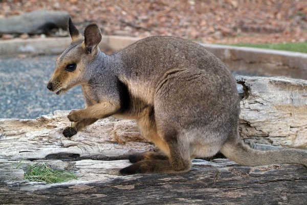 Austrália, Zoologia — Fotografia de Stock