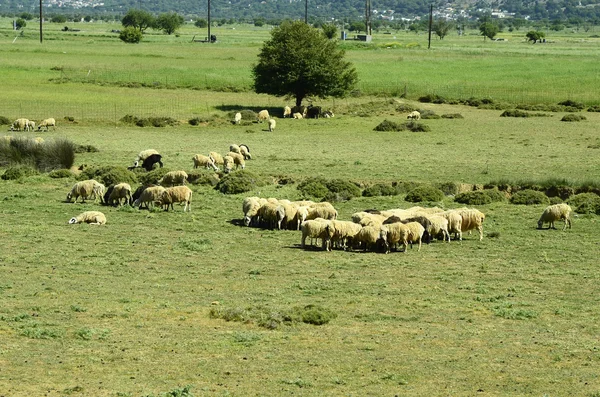 Grécia, Creta — Fotografia de Stock