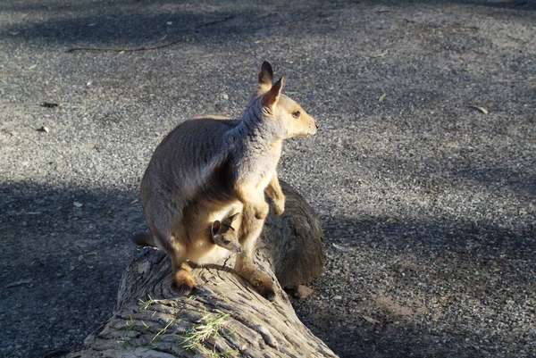 Australia, Zoologia — Zdjęcie stockowe