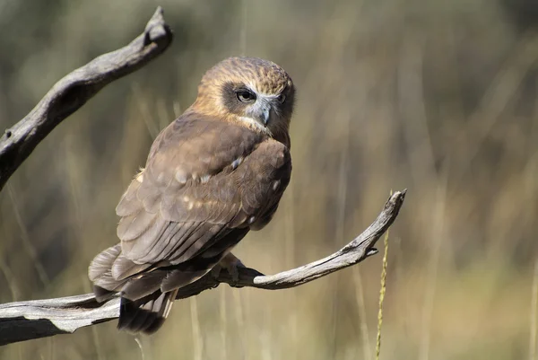 Australien, zoologi — Stockfoto