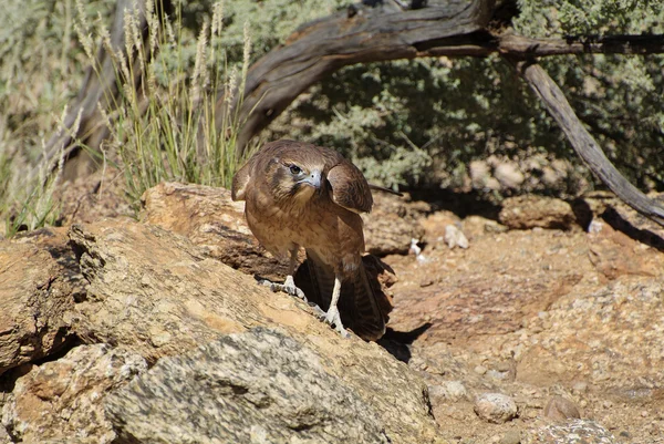 Australien, zoologi — Stockfoto