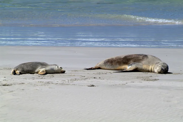 Australia SA, Kangaroo Island, — Stock Photo, Image