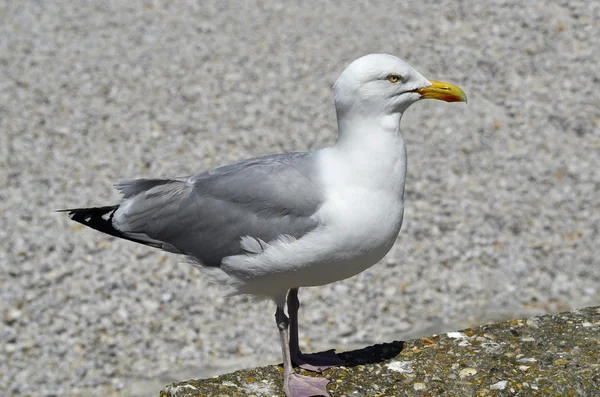 Zoologia, uccelli — Foto Stock