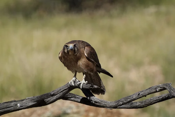 Australien, zoologi — Stockfoto