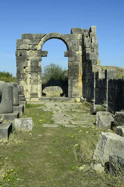 Moroccvolubilis, — Stock Fotó