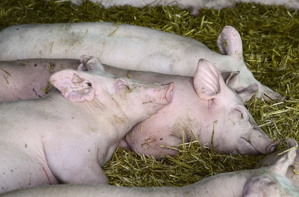 Österrike, svinuppfödning — Stockfoto