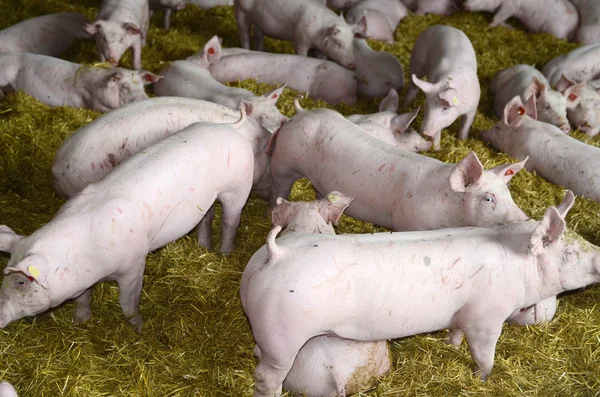Австрия, свиноводство — стоковое фото