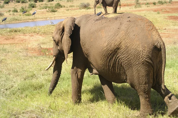 Kenia, Zoologia — Zdjęcie stockowe