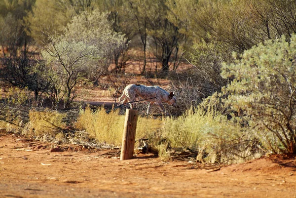 Australia, NT, Ayers Rock — Stock Photo, Image