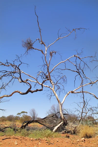 Australien, NT, Outback, — Stock Photo, Image