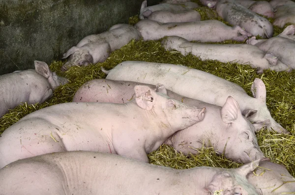 Сельское хозяйство, производство свиней — стоковое фото