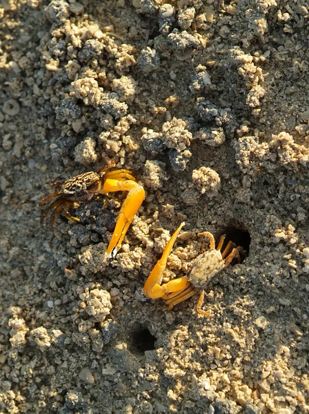 Fiji, zoologie — Fotografie, imagine de stoc