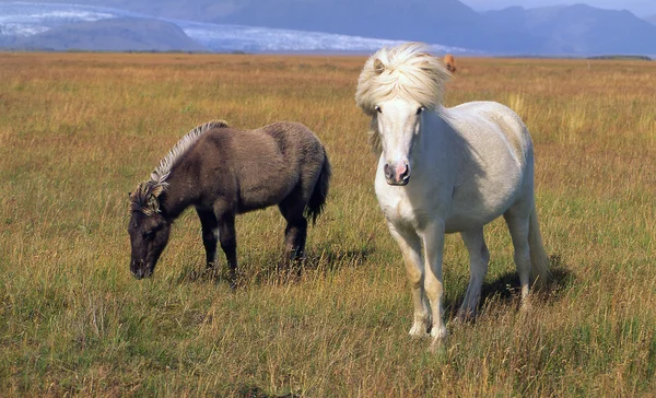 IJsland — Stockfoto