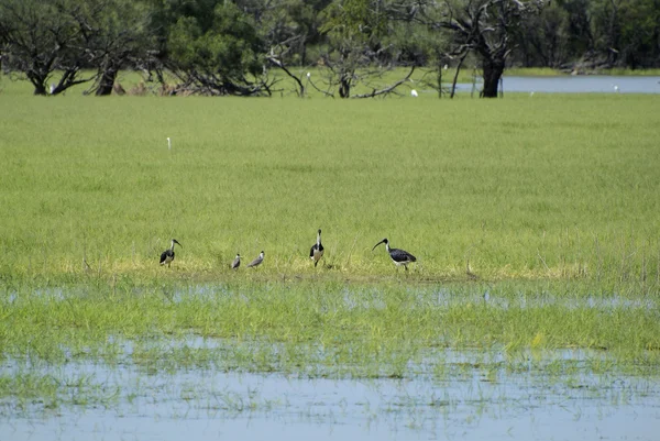 Australien, nördliches Gebiet — Stockfoto