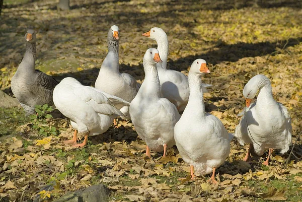 Zoology, Goose — Stock Photo, Image