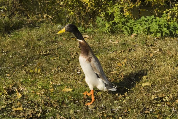 Zoología, aves — Foto de Stock