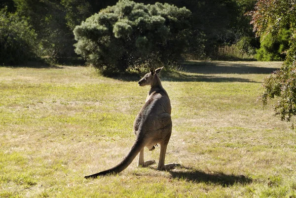 Australia, kanguru — Stok Foto