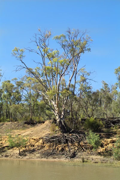 Australia, Nature — Stock Photo, Image