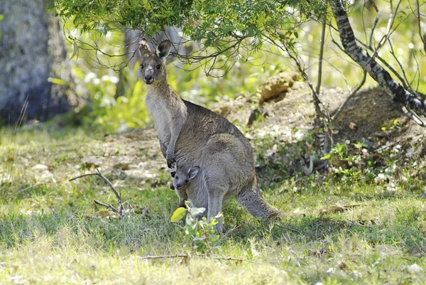 Zooloji, Kanguru — Stok fotoğraf