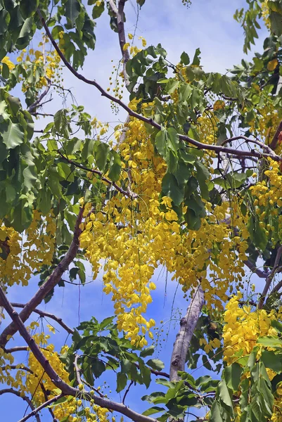 Botanik — Stok fotoğraf