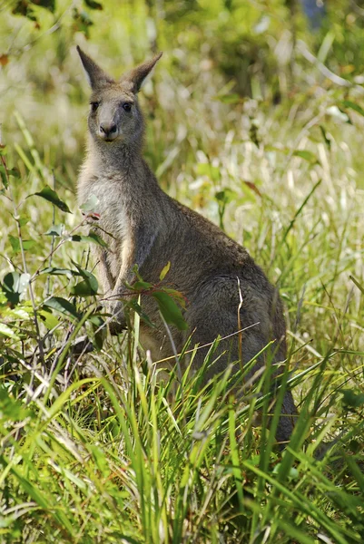 Australië, kangoeroe — Stockfoto