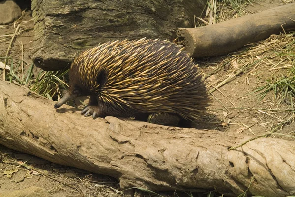 Zoologia australijska — Zdjęcie stockowe