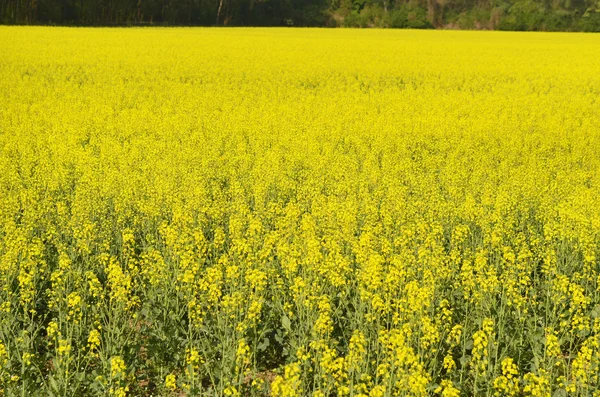 Áustria, agricultura — Fotografia de Stock