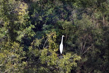 Avustralya, Kuzey toprakları