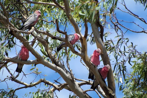 Australia, Zoology — Stock Photo, Image