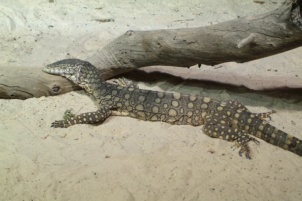 Zoologia australijska — Zdjęcie stockowe