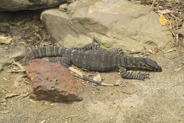 Australië, zoölogie — Stockfoto