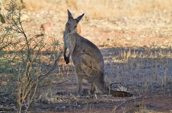 Australia, Zoology — Stock Photo, Image