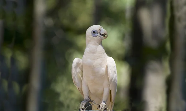 Avustralya Zooloji — Stok fotoğraf