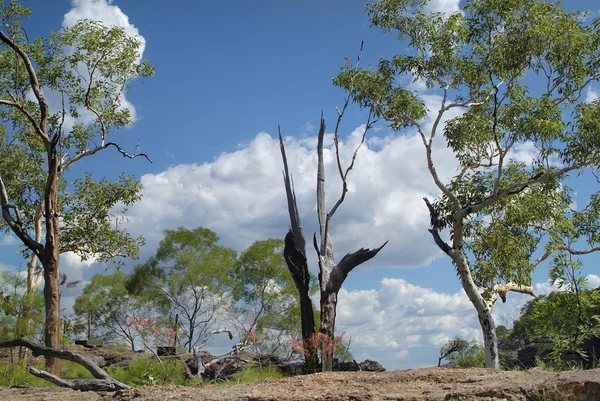 Australia, Territorio del Norte —  Fotos de Stock