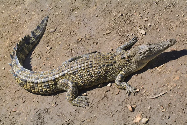 Zoologia australijska — Zdjęcie stockowe