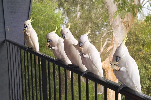 Australische Zoologie — Stockfoto