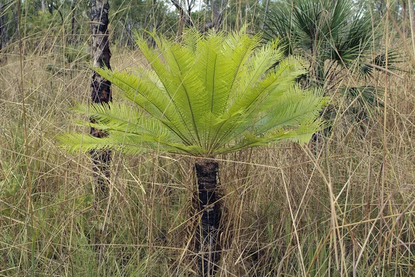 Australia, botanika — Zdjęcie stockowe