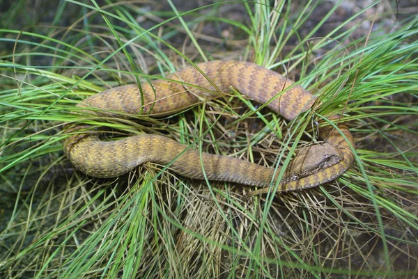 Austrálie, zoologie — Stock fotografie