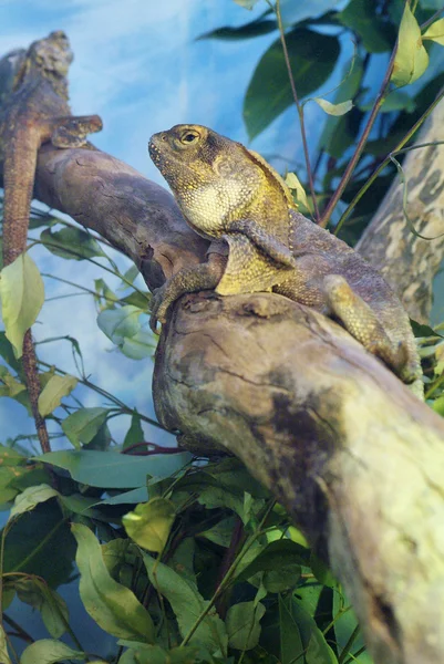 Australische Zoologie — Stockfoto