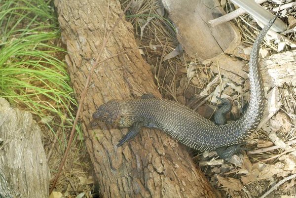 Austrálie, zoologie — Stock fotografie