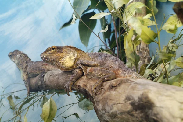 Australien, Zoologie — Stockfoto