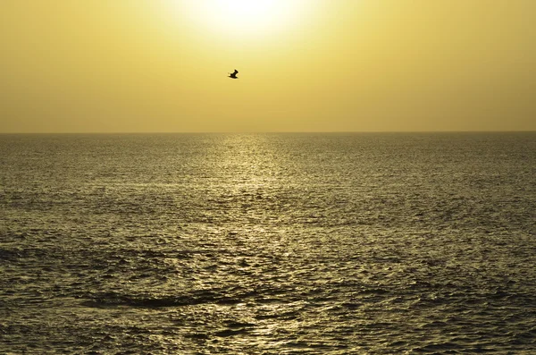 Spagna, Isole Canarie — Foto Stock